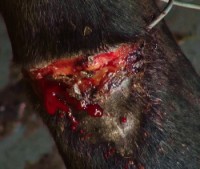/album/petlink-up/wire-grown-in-leg-250x211-jpg/
